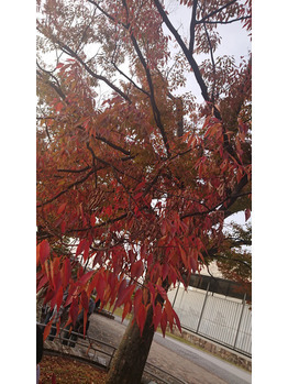 秋の京都_20181119_3